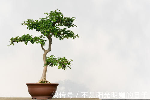 养护|养护盆景,几件犯忌的事不能干,干了任意一件,盆景不死也遭大难
