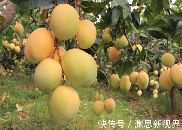 芒果芒果|女人夏天多吃下面3种水果,清热消火,排毒养颜,值得分享给家人