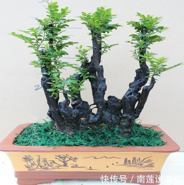 农村最值钱的“树”,如果看到了挖回去种,好看还养人