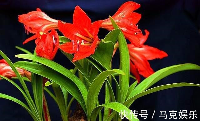 此“激素”别乱用,用“错”植物不生长,用一盆扔一盆