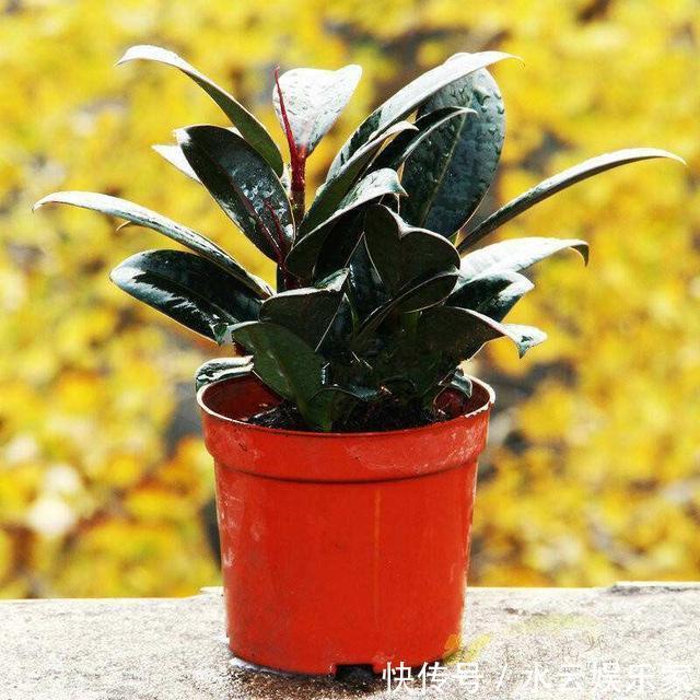 花卉|几种“观赏”花,不用浇水叶子也能胖嘟嘟,真适合懒人养!