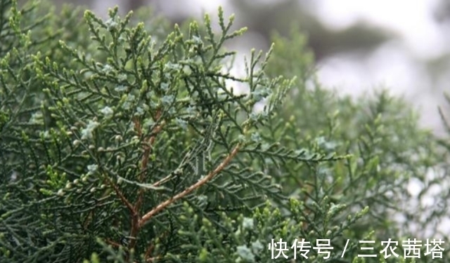 白发|农村一种野生“乌发”植物，熬水洗头摆脱白发脱发，遇到请珍惜！