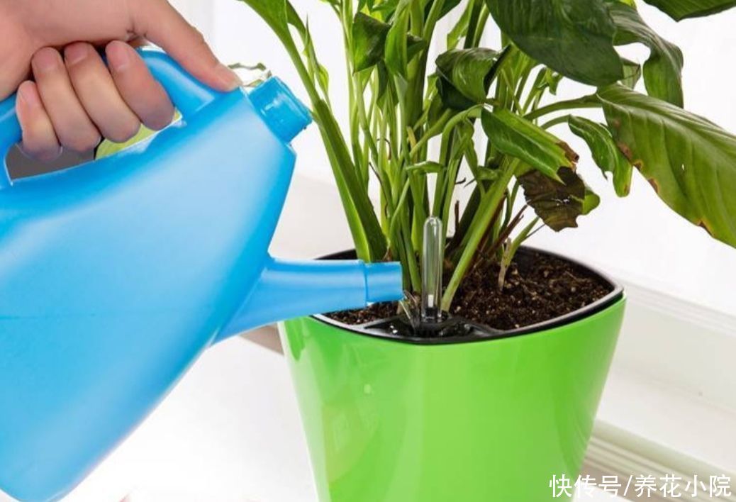 黄叶|夏天养花，一定别乱浇水，不然容易烂根黄叶