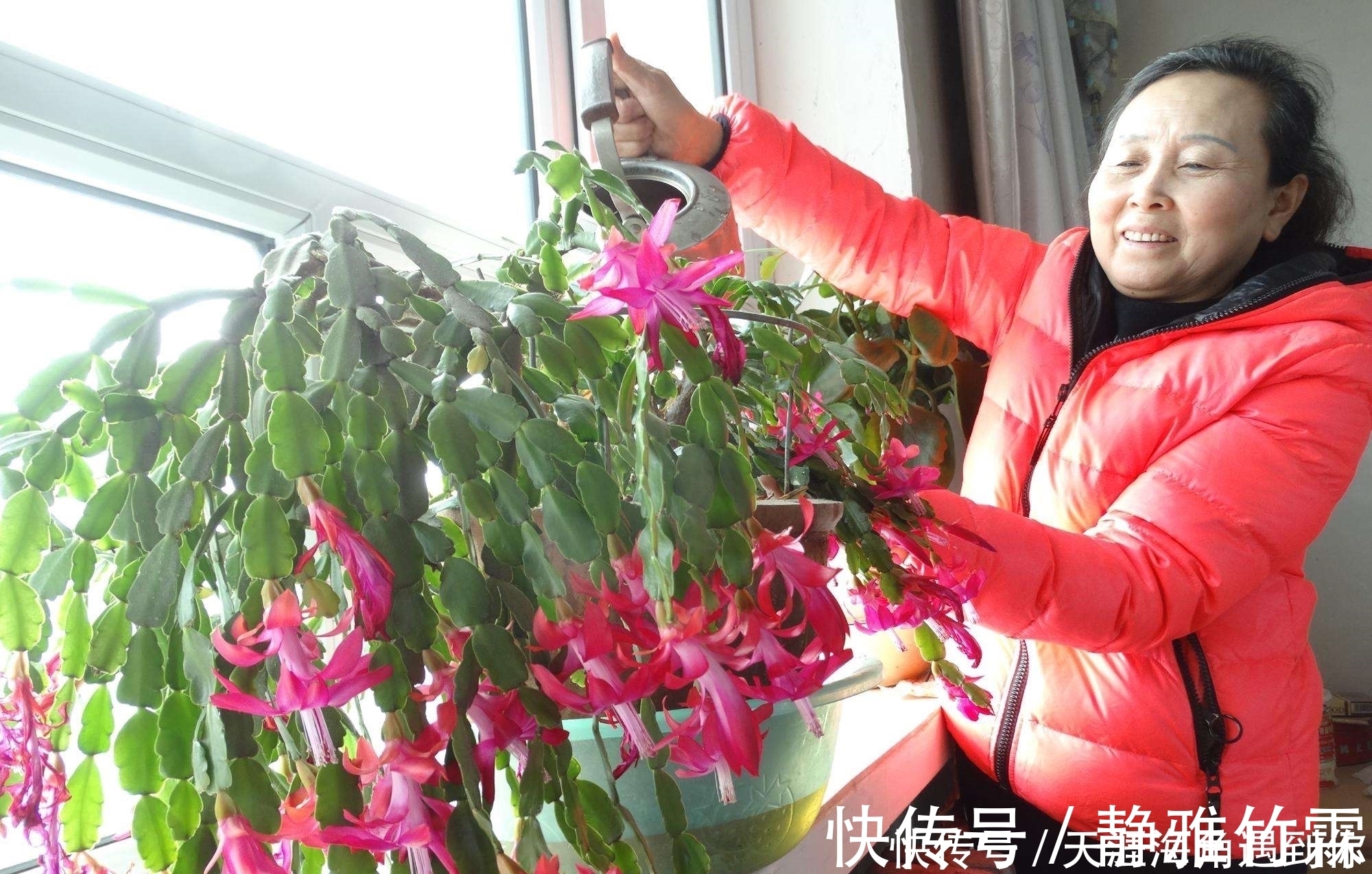 张大妈入秋养蟹爪兰,用“这招”,不但长得快,而且开花多