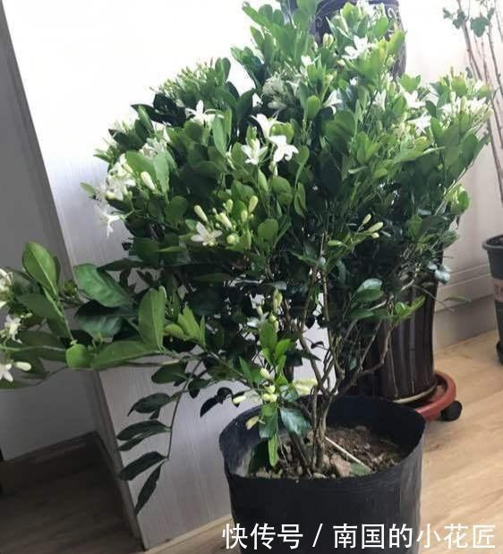 阳台上|新手养九里香，这样养，白花开满盆，不仅叶子漂亮，花香味传千里