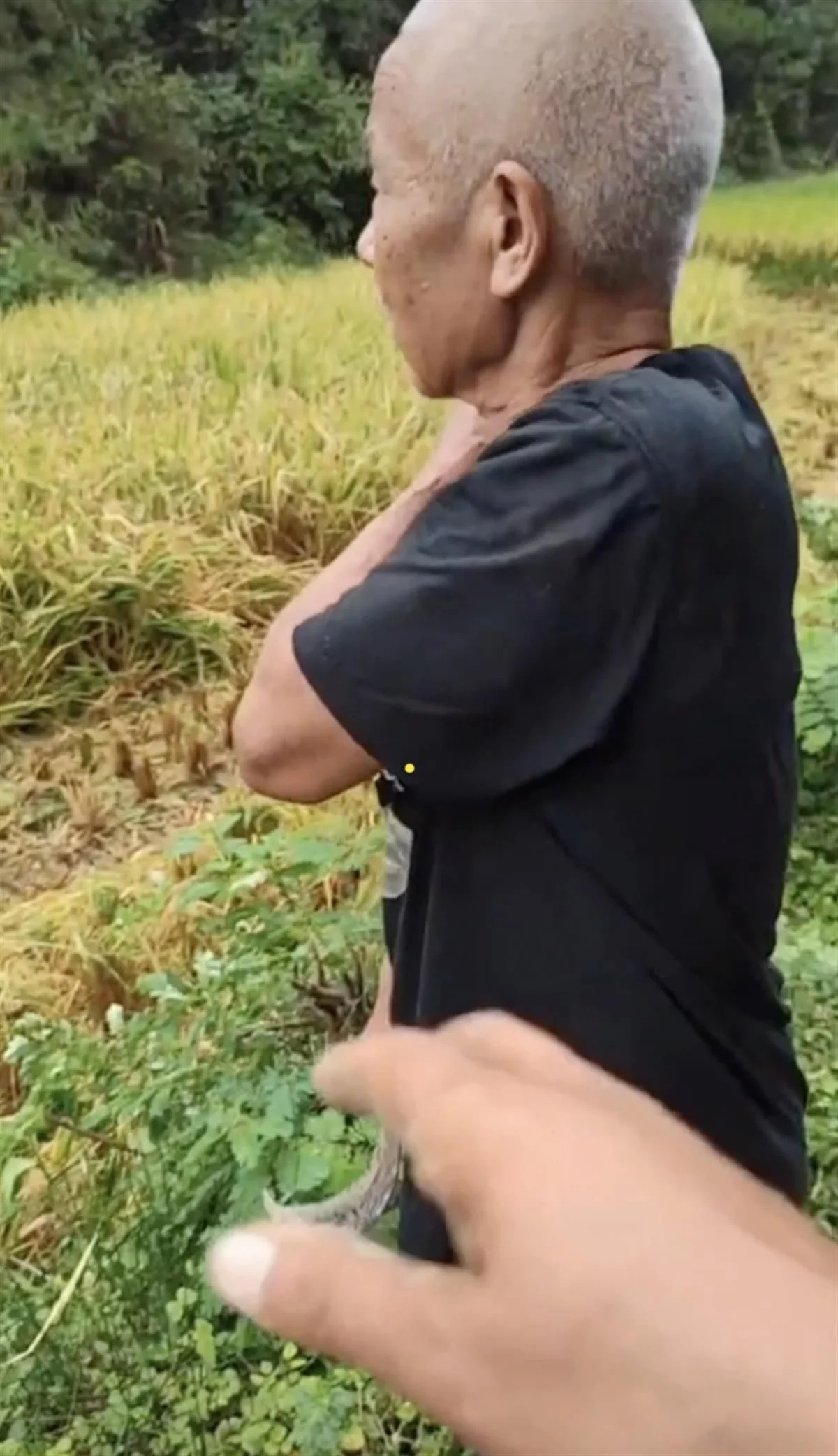 河南父子免费帮贵州老汉收割稻谷：“老人种粮不容易，不忍心收钱”