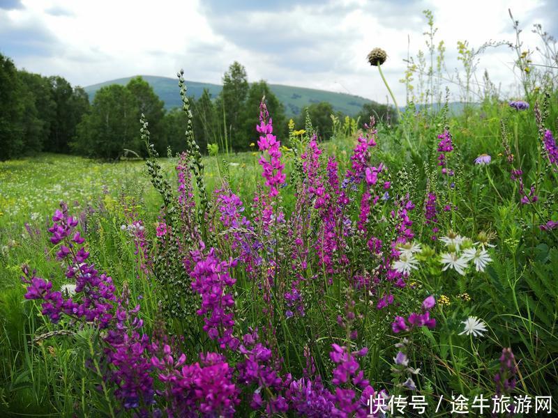 美丽的锡林郭勒大草原，最纯正的蒙元文化，最原始的游牧牧场