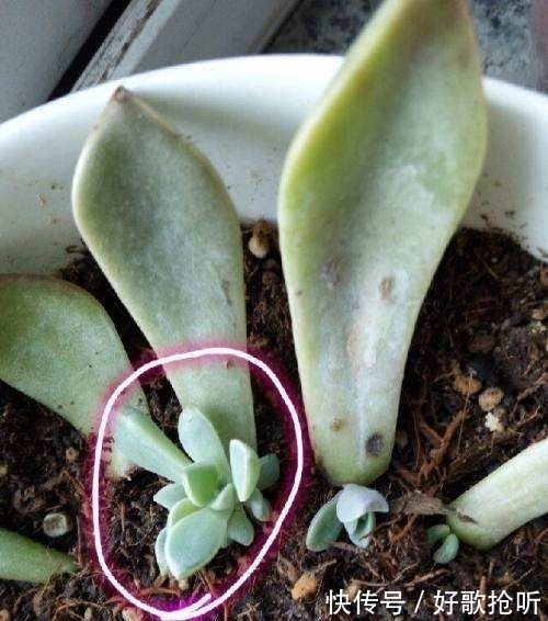 夏季多肉植物如何生根?教你3种生根小窍门,多肉叶片圆润生根快