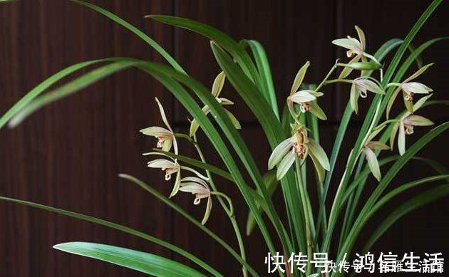 翡翠兰|知道兰花有多少个兰花一共有7个种类,知道你养的那种吗