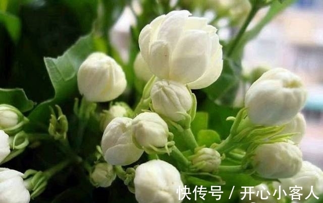 兰花|阳台就养这些花，花香味浓，久聚不散，香味飘满屋！