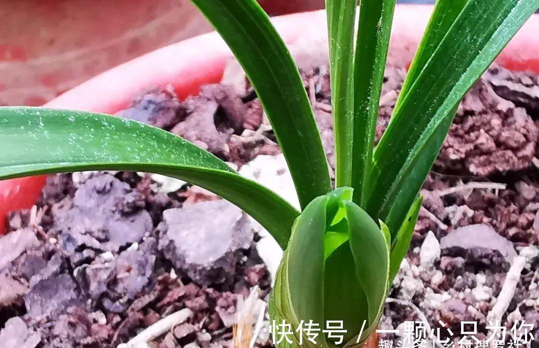 种植单苗兰花，怎样才能快速成活？给它找个伴，春兰和蕙兰都适用