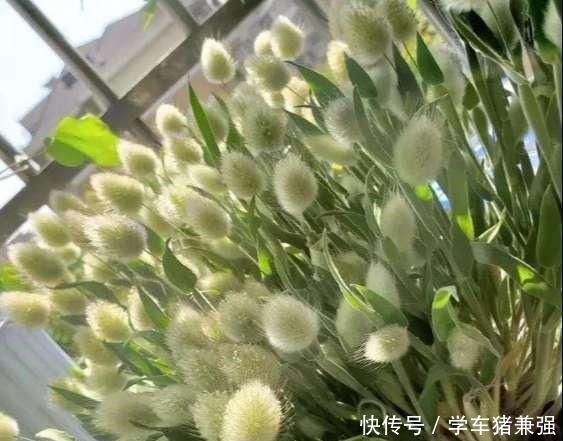 有钱人的庭院,现在流行“种草”了,4种“野草”你们见过吗!