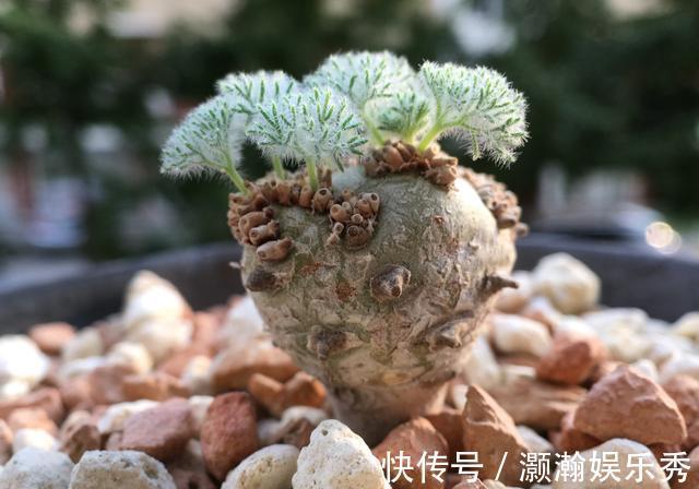 13种“昂贵花”,开花魅力无穷,可价格太高,养得起的人非富即贵