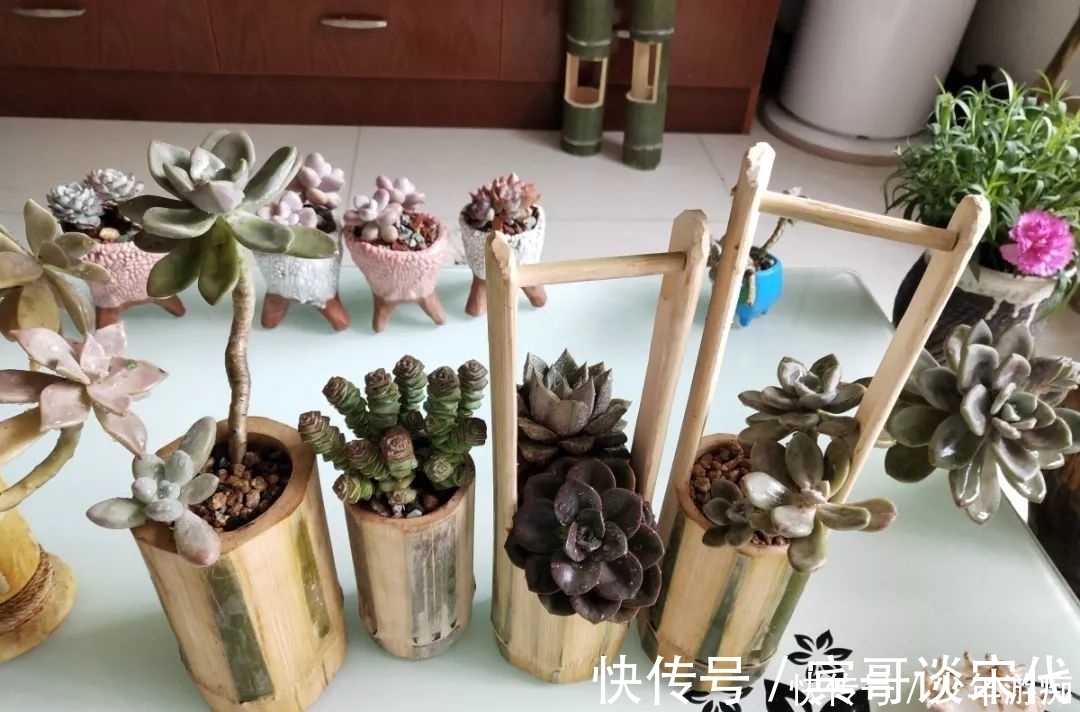 花园|养花技巧：客厅养一堆便宜花，一年四季开不停，没钱也能变花园！