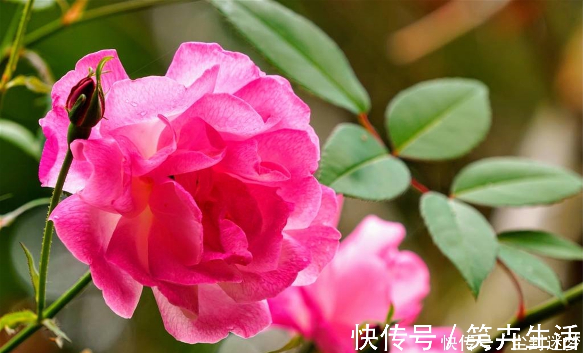 4种年宵花,盆栽美丽、插花诗意,高端大气春暖花开、幸福四季