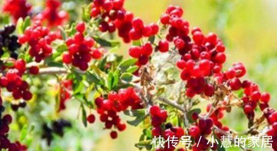 冬病夏治|想养生先排毒,常吃3种食物,清肠排毒、润肠通便,抗衰老气色好