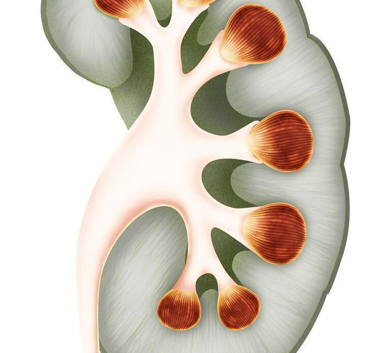 肾脏|补肾“冠军”,并非韭菜,敞开吃,更具男人味