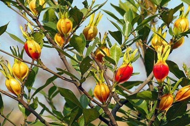 栀子|晚上睡不着不要急,用一物泡水喝,告别失眠,一觉到天亮