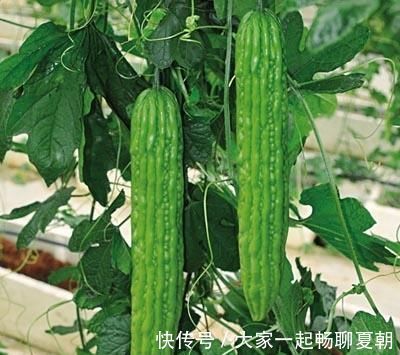 脂蛋白|苦瓜和它是天生的“死对头”,不能一起食用,早知早受益