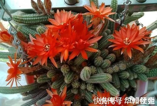 5种网红懒人盆栽,浇水越少长得越旺,勤快人一般都养不好!