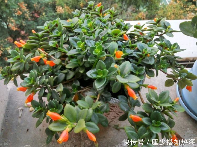 5种漂亮花，好养易活能爆盆，花朵迷人，一茬一茬地开