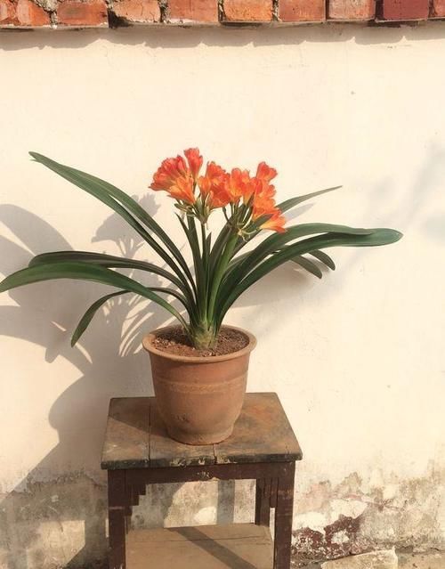 君子兰总是不长，不开花，施什么肥才能生长旺盛并且开花呢？