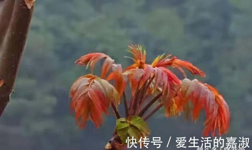 金皮树|认识植物界的“六大毒树”，看到“绕道走”，涨知识不吃亏