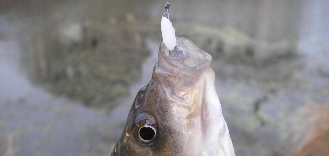 提竿是快了好还是慢了好?标准答案这么一说,才发现我也想错了