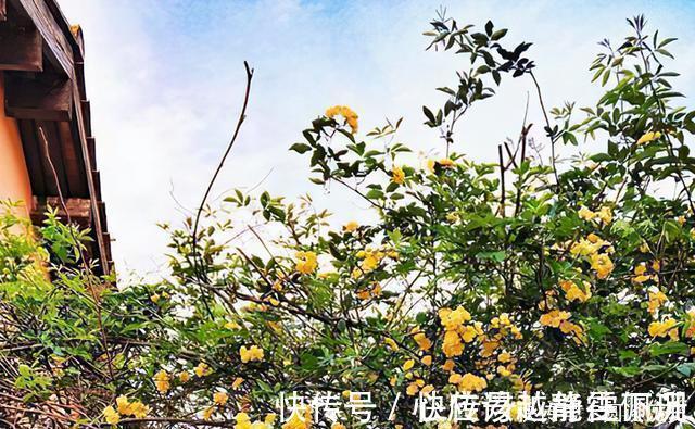 全株|它是“网红花”却全株含毒,商家只宣传它好看漂亮,其实毒性很强