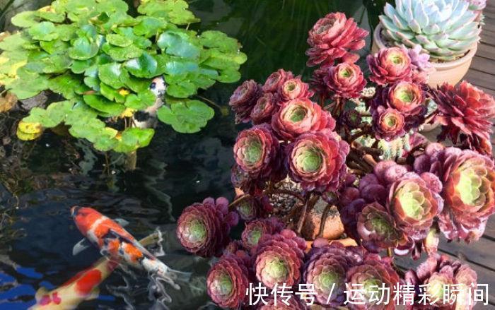 天冷需要多晒的“8种花”，有些还要“断粮少水”，不然熬不过冬