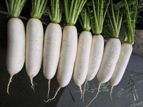 腌萝卜时，不要只加盐杀水，告诉你正确方法，萝卜又香又脆