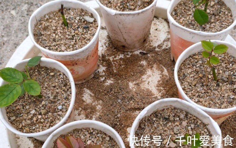 为什么说河沙养花厉害?因为有3大妙用!