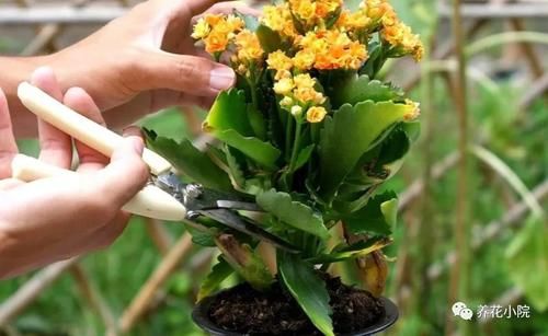 家里的长寿花，用1种方法，让它尽快长成老桩，开花多又美