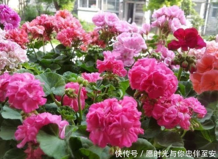 屋子|4种花养家里,冬天非但冻不死,还花开不断,满屋子都飘香