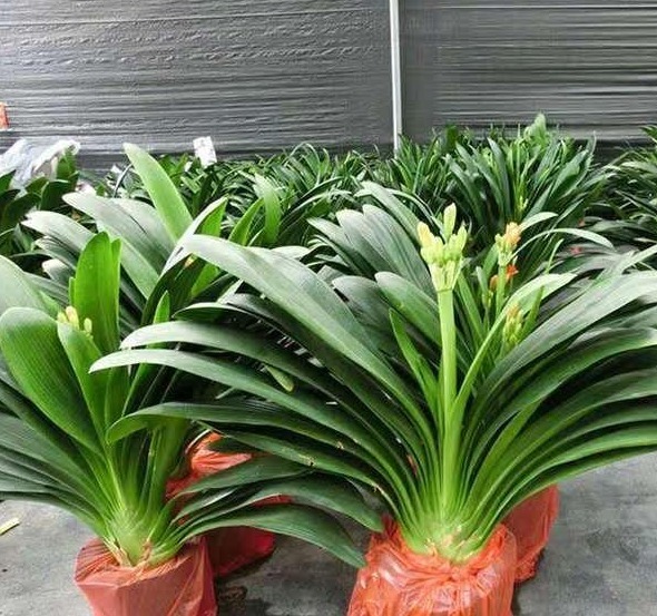 君子兰“夹箭”好解决,简单3步,花箭蹭蹭窜出来!