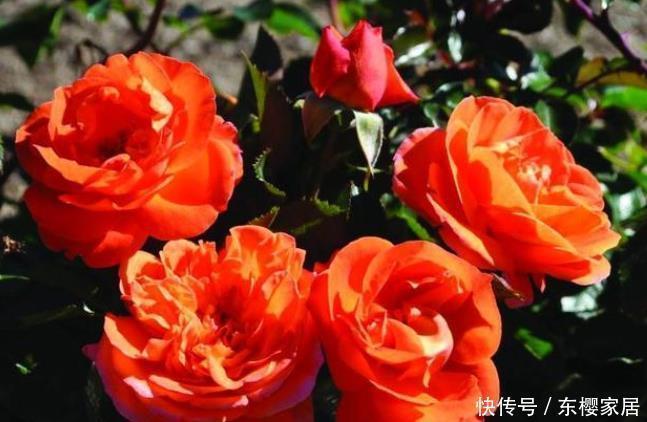 花朵|20款露台月季品种,超级丰花、适合露台、阳台盆栽,皮实好养