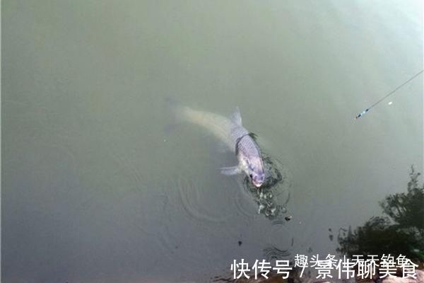 自然水域野钓大鱼，用了这些招数，效果出奇的好，大鱼连竿上
