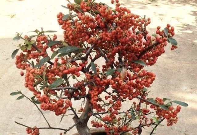 2种盆景树“名贵”,有“聚财树”的美誉,放阳台养护,寓意好!