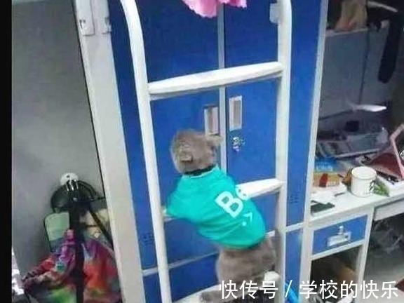 |大肥猫为了不剪指甲太搞笑,努力把自己缩成一只兔子,求主人放过