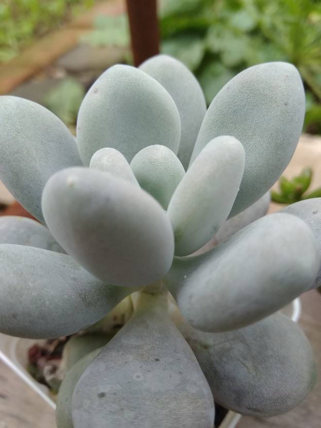 浇水|叶子发黄还脱落注意好这几点,叶子常年绿油油!