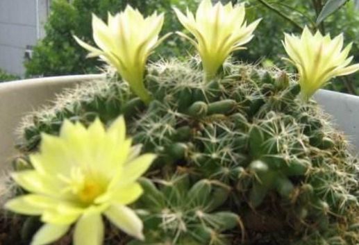 你家仙人球就是不开花快来用上老花匠的绝招，花苞呼呼往外冒