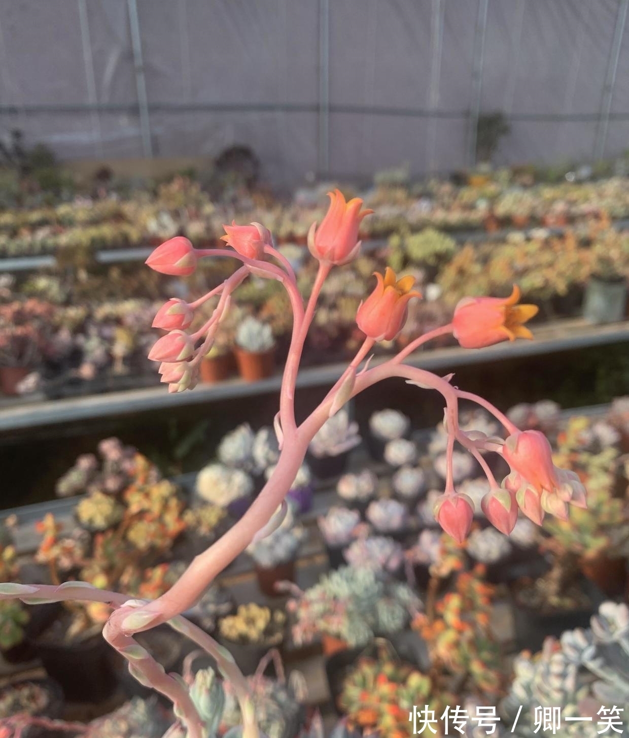 多肉长花箭,从基部剪掉,不要保留,消耗母本养分,影响生长