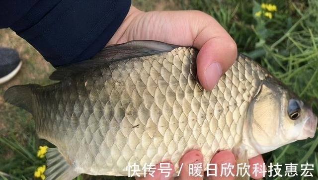 鱼儿|野钓想要连竿爆护,就必须弄明白这五个重要因素,才能鱼获满满