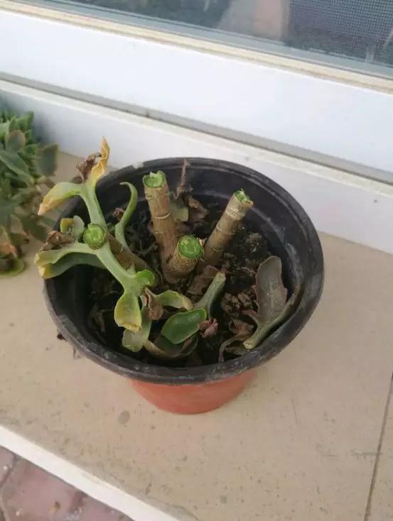 花钱买了大老桩，越养越不开花，试试这个方法，复壮开爆盆