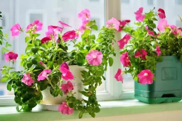 这些花卉太阳越大,花开越鲜艳,最适合夏季来养了!