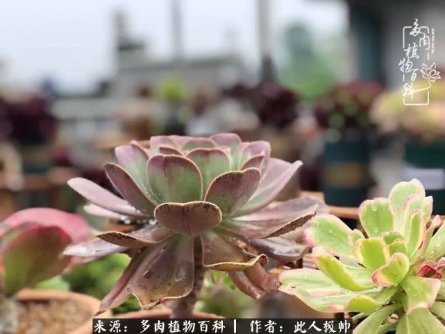 骄阳艳玫瑰，梦幻魔法师！独爱你的百媚千红！