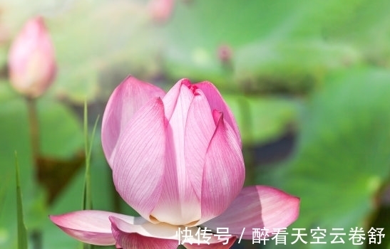 桃花朵朵|未来一个月,4属相机遇不断,桃花朵朵,喜事接二连三