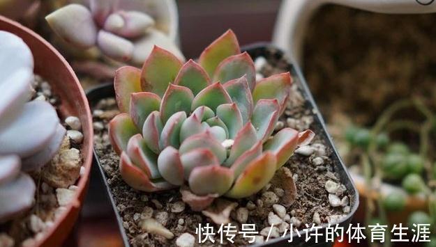 窗台阳台养多肉需要注意什么,懂得这3点,你好多肉植物也好