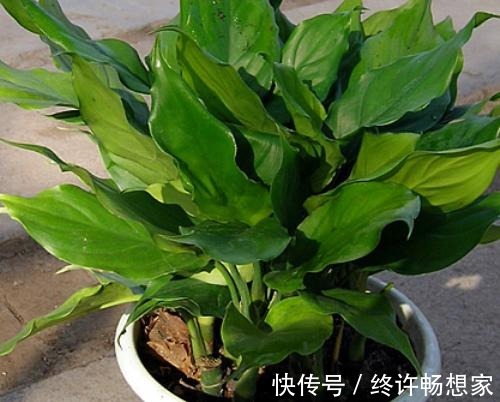 最疯植物就属它，半月从巴掌大猛窜到阳台放不下，只能狠心砍一半