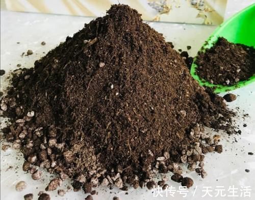 营养土不用花钱买，自己制作的“营养土”，养啥花都旺